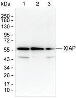XIAP Monoclonal Antibody (K94008_1F3)