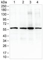 GPI Monoclonal Antibody (K94005_19C2)