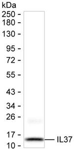 IL-37 Monoclonal Antibody (K92047_1H12)