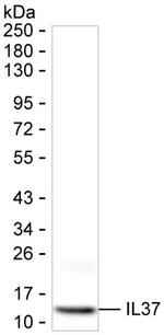 IL-37 Monoclonal Antibody (K92047_1A9)