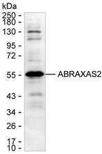 FAM175B Antibody in Western Blot (WB)