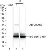FAM175B Antibody in Immunoprecipitation (IP)