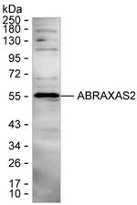 FAM175B Monoclonal Antibody (K92017_12H1)