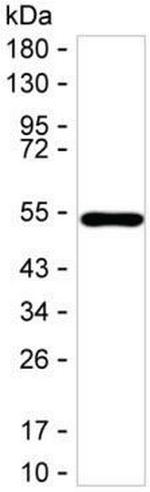 GDNF Monoclonal Antibody (K92005_4F10)