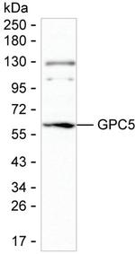Glypican 5 Monoclonal Antibody (K70048_12B8)