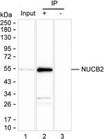 NUCB2 Antibody in Immunoprecipitation (IP)
