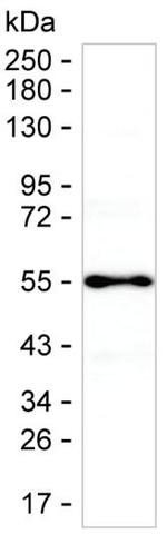 NUCB2 Monoclonal Antibody (K70044_17A10)