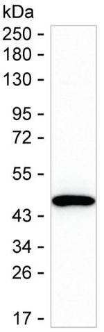 MVK Monoclonal Antibody (K70044_14G7)