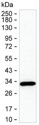 CINP Monoclonal Antibody (K70038_12G9)