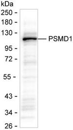 PSMD1 Monoclonal Antibody (K70027_1F5)