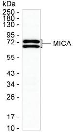 MICA Monoclonal Antibody (K70021_1E10)