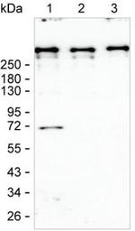 DMXL2 Antibody in Western Blot (WB)