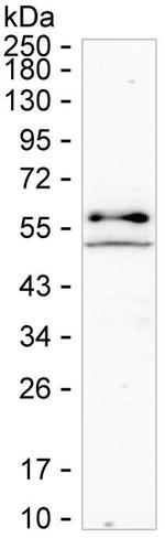 TXK Monoclonal Antibody (K70018_2F1)
