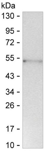 CCL1 Monoclonal Antibody (K56011_8A7)