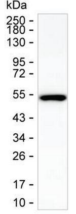 SHMT1 Monoclonal Antibody (K56009_4G3)