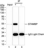 STAMBP Antibody in Immunoprecipitation (IP)