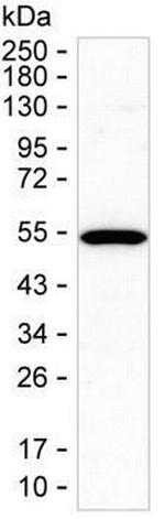 STAMBP Monoclonal Antibody (K56003_18H5)