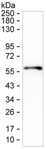 TRIM65 Monoclonal Antibody (K52045_14A2)
