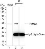 TRIML2 Antibody in Immunoprecipitation (IP)