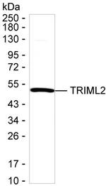TRIML2 Monoclonal Antibody (K52045_10G8)