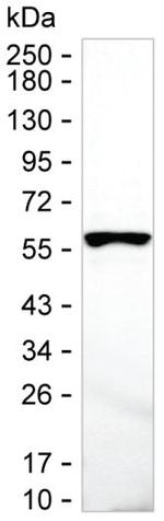 FKBP5 Antibody in Western Blot (WB)
