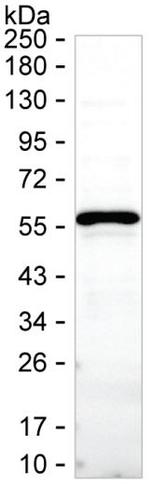 FKBP5 Antibody in Western Blot (WB)