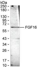 FGF16 Monoclonal Antibody (K52035_6E10)