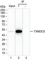 TXNDC5 Antibody in Immunoprecipitation (IP)