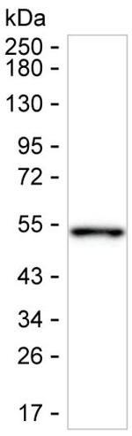 TXNDC5 Monoclonal Antibody (K52034_11G7)