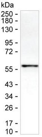 Osteopontin Monoclonal Antibody (K52025_9H8)
