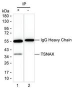 TSNAX Antibody in Immunoprecipitation (IP)