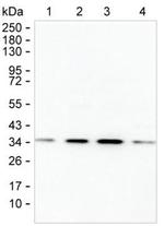 TSNAX Monoclonal Antibody (K52014_5F2)