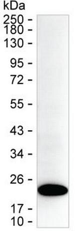 CAPS Monoclonal Antibody (K49040_1E11)