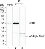 C14orf130 Antibody in Immunoprecipitation (IP)