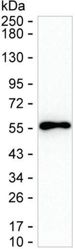 C14orf130 Monoclonal Antibody (K49039_3A12)