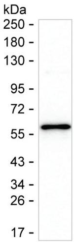 TSLP Monoclonal Antibody (K49024_1G12)