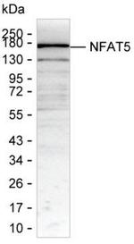 NFAT5 Monoclonal Antibody (K49018_1C5)