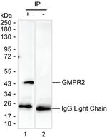 GMPR2 Antibody in Immunoprecipitation (IP)