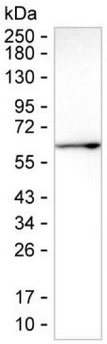 Fetuin B Monoclonal Antibody (K49014_16D1)