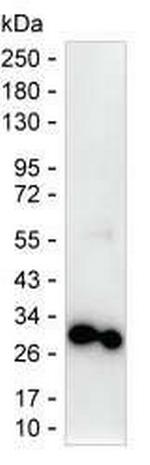 Securin Monoclonal Antibody (K49008_2B9)