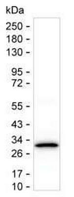 Securin Monoclonal Antibody (K49008_13F7)
