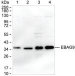 RCAS1 Monoclonal Antibody (K40051_14G10)