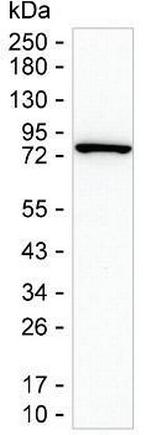 PKC beta Antibody in Western Blot (WB)