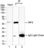 IRF5 Antibody in Immunoprecipitation (IP)