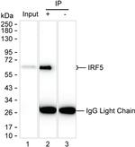 IRF5 Antibody in Immunoprecipitation (IP)