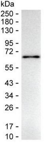 HEXIM1 Monoclonal Antibody (K40046_16G4)