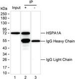 HSPA1A Antibody in Immunoprecipitation (IP)