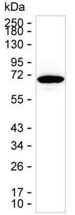 HSPA1A Antibody in Western Blot (WB)
