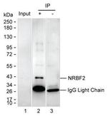 NRBF2 Antibody in Immunoprecipitation (IP)