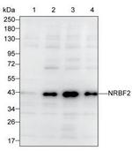 NRBF2 Monoclonal Antibody (K40009_14D6)